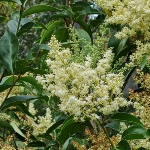 Ligustrum lucidum at Isaacs, ACT - 8 Feb 2023