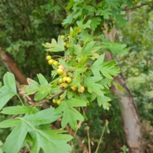 Crataegus monogyna at Isaacs, ACT - 8 Feb 2023