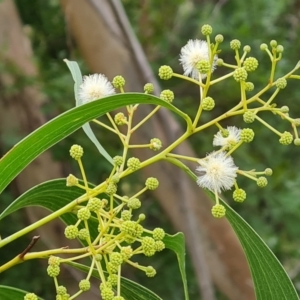 Acacia implexa at Isaacs, ACT - 8 Feb 2023