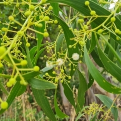 Acacia implexa at Isaacs, ACT - 8 Feb 2023