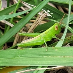 Schizobothrus flavovittatus (Disappearing Grasshopper) at Lyneham Wetland - 8 Feb 2023 by trevorpreston