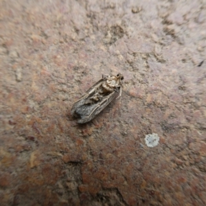 Lepidoptera unclassified ADULT moth at Charleys Forest, NSW - suppressed