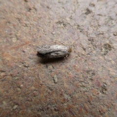 Lepidoptera unclassified ADULT moth at Charleys Forest, NSW - suppressed