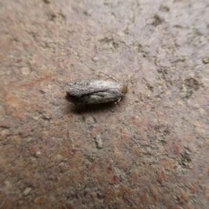 Lepidoptera unclassified ADULT moth at Charleys Forest, NSW - suppressed