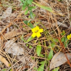 Goodenia hederacea at Jerrabomberra, ACT - 8 Feb 2023