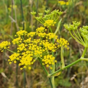 Foeniculum vulgare at Jerrabomberra, ACT - 8 Feb 2023