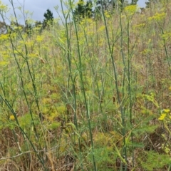 Foeniculum vulgare at Jerrabomberra, ACT - 8 Feb 2023 12:21 PM