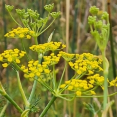 Foeniculum vulgare at Jerrabomberra, ACT - 8 Feb 2023 12:21 PM