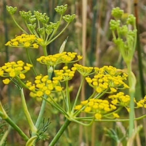 Foeniculum vulgare at Jerrabomberra, ACT - 8 Feb 2023