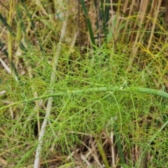 Foeniculum vulgare at Jerrabomberra, ACT - 8 Feb 2023 12:21 PM