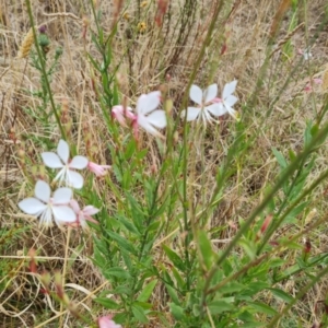 Oenothera lindheimeri at Jerrabomberra, ACT - 8 Feb 2023