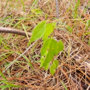 Celtis australis at Isaacs, ACT - 8 Feb 2023