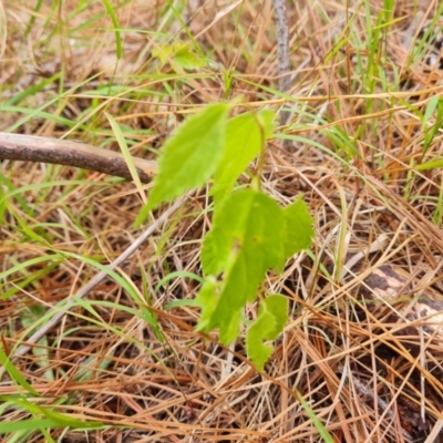 Celtis australis (Nettle Tree) at Isaacs, ACT - 8 Feb 2023 by Mike