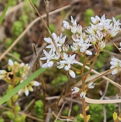 Sedum album (White Stonecrop) at Isaacs, ACT - 8 Feb 2023 by Mike