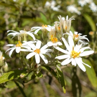 Olearia lirata (Snowy Daisybush) at Cotter River, ACT - 28 Nov 2022 by RobG1