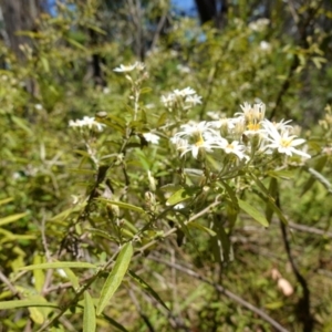 Olearia lirata at Cotter River, ACT - 28 Nov 2022