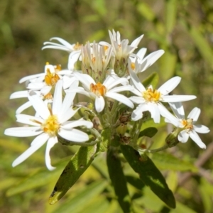 Olearia lirata at Cotter River, ACT - 28 Nov 2022