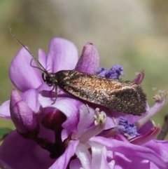 Syncometes vilis (Barea Group) at Cotter River, ACT - 28 Nov 2022 by RobG1