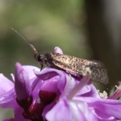 Syncometes vilis at Cotter River, ACT - 28 Nov 2022