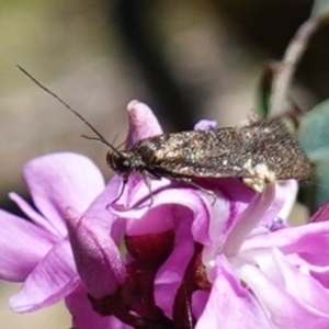 Syncometes vilis at Cotter River, ACT - 28 Nov 2022