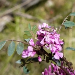 Syncometes vilis at Cotter River, ACT - 28 Nov 2022