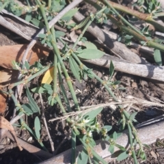 Polygonum sp. (Wireweed) at Paddys River, ACT - 7 Feb 2023 by HappyWanderer