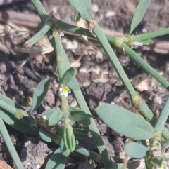 Polygonum sp. at Paddys River, ACT - 7 Feb 2023