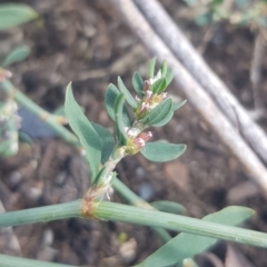 Polygonum sp. at Paddys River, ACT - 7 Feb 2023