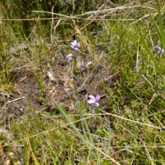 Viola betonicifolia at Paddys River, ACT - 28 Nov 2022