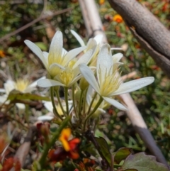 Clematis aristata (Mountain Clematis) at Cotter River, ACT - 28 Nov 2022 by RobG1