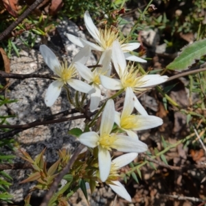 Clematis aristata at Cotter River, ACT - 28 Nov 2022