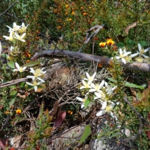 Clematis aristata at Cotter River, ACT - 28 Nov 2022