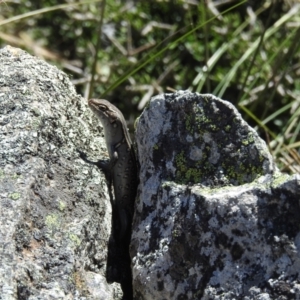 Liopholis whitii at Jindabyne, NSW - 5 Feb 2023