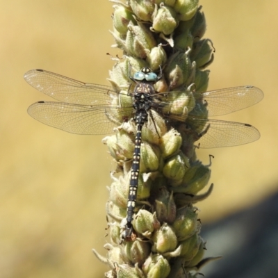 Austroaeschna parvistigma (Swamp Darner) at Jindabyne, NSW - 5 Feb 2023 by HelenCross