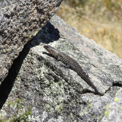 Egernia cunninghami (Cunningham's Skink) at Jindabyne, NSW - 5 Feb 2023 by HelenCross