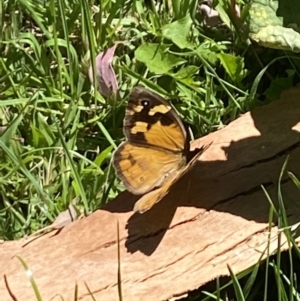 Heteronympha merope at Aranda, ACT - 5 Feb 2023