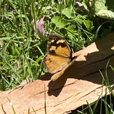 Heteronympha merope (Common Brown Butterfly) at Aranda, ACT - 5 Feb 2023 by Jubeyjubes