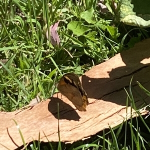 Heteronympha merope at Aranda, ACT - 5 Feb 2023