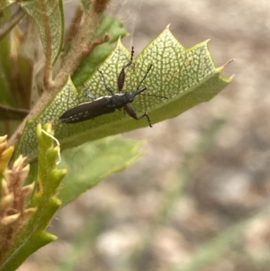 Rhinotia sp. (genus) at Aranda, ACT - 8 Feb 2023