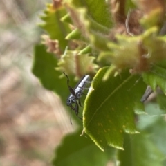 Rhinotia sp. (genus) at Aranda, ACT - 8 Feb 2023