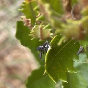 Rhinotia sp. (genus) at Aranda, ACT - 8 Feb 2023