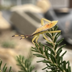 Amorbus sp. (genus) at Aranda, ACT - 8 Feb 2023