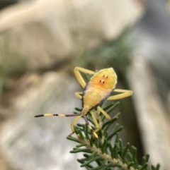 Amorbus sp. (genus) at Aranda, ACT - 8 Feb 2023