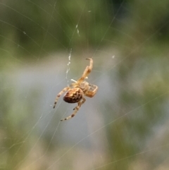 Salsa fuliginata (Sooty Orb-weaver) at Aranda, ACT - 8 Feb 2023 by Jubeyjubes