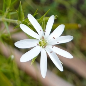 Stellaria pungens at Tennent, ACT - 9 Dec 2022