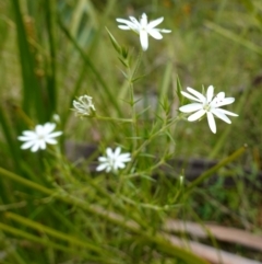 Stellaria pungens at Tennent, ACT - 9 Dec 2022 04:58 PM