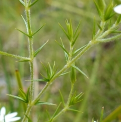 Stellaria pungens at Tennent, ACT - 9 Dec 2022