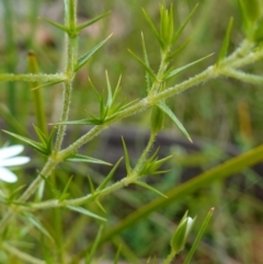 Stellaria pungens at Tennent, ACT - 9 Dec 2022 04:58 PM