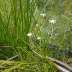 Stellaria pungens at Tennent, ACT - 9 Dec 2022 04:58 PM