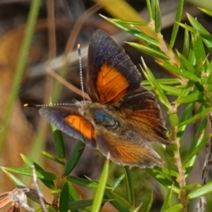 Paralucia pyrodiscus at Bungonia, NSW - suppressed